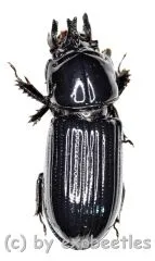Ceracupes arrowi ( 15 – 19 )