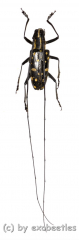 Cerambycidae spec. #54 ( 20 - 24 )