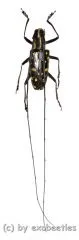 Cerambycidae spec. #54 ( 20 - 24 )