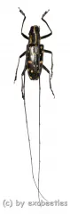 Cerambycidae spec. #54 ( 20 - 24 )