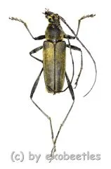 Cerambycidae spec. #55 ( 15 - 19 )