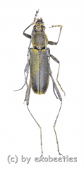 Cerambycidae spec. #70 ( 15 - 19 ) A2