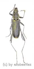 Cerambycidae spec. #70 ( 15 - 19 ) A2