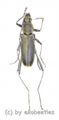 Cerambycidae spec. #70 ( 15 - 19 ) A2