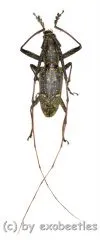 Cerambycidae spec. #76 ( 25 - 29 )