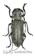 Cerambycidae spec. #82 ( 25 - 29 )