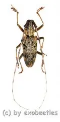Cerambycidae spec. #89 ( 20 – 24 )