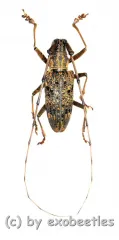 Cerambycidae spec. #89 ( 20 – 24 )