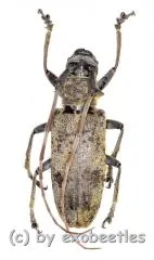 Cerambycidae spec. #92 ( 20 – 24 )