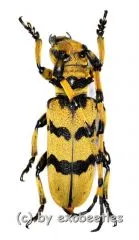 Cerambycidae spec. #94 ( 20 – 24 )