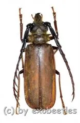 Ceratocentrus spinicornis ( 35 – 39 )