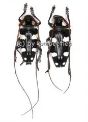 Cereopsius luctor