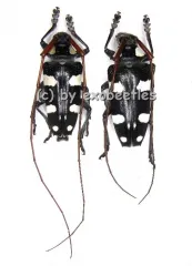 Cereopsius luctor