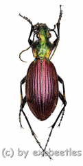 Ceroglossus chilensis gloriosus ( 25 – 29 )