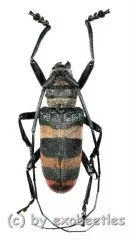 Ceroplesis calabarica ( 20 – 24 )