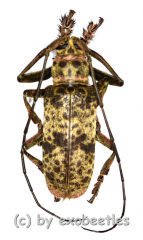 Ceroplesis molator ( 20 – 29 ) A2