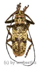 Ceroplesis molator ( 20 – 29 ) A2