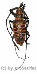 Ceroplesis poggei ( 20 – 29 )