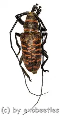 Ceroplesis poggei ( 20 – 29 )