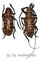 Ceroplesis poggei ( 20 – 29 )