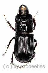 Ceruchus yangi ( Schröter ) ( 10 – 19 ) A2