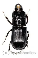 Ceruchus yangi ( Schröter ) ( 10 – 14 )
