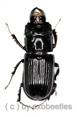 Ceruchus yangi ( Schröter ) ( 10 – 14 )