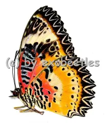 Cethosia cyane cyane