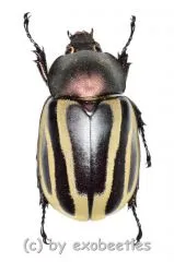 Chalcocrates felshei ( Selten / Rar ) ( 35 – 39 ) A1-