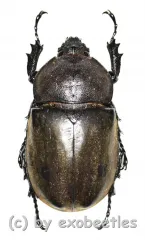 Chalcosoma atlas / caucasus ( 55 - 59 )