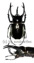 Chalcosoma atlas keyboh ( 80 – 84 )