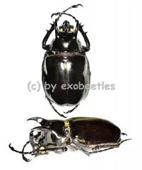 Chalcosoma atlas mantetsu ( 55 – 59 )