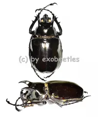 Chalcosoma atlas mantetsu ( 55 – 59 )