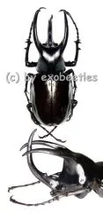 Chalcosoma moellenkampi ( 90 – 94 ) A1-