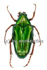 Chalcothea smaragdina ( 25 – 29 )