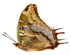 Charaxes antamboulou