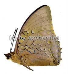 Charaxes bipunctatus