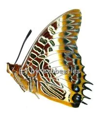 Charaxes brutus