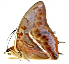 Charaxes cynthia