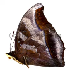 Charaxes laodice