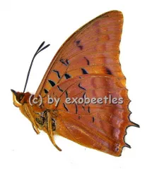Charaxes lucretius