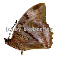 Charaxes proteclea