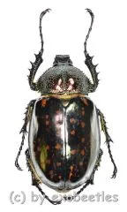 Cheirotonus battareli ( 50 – 54 ) A2