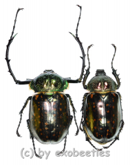 Cheirotonus battareli ( M 50 – 54 )