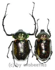 Cheirotonus battareli ( M 50 – 54 )