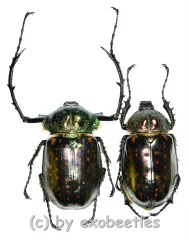 Cheirotonus battareli ( M 50 – 54 )