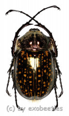 Cheirotonus gestroi gestroi ( 45 – 49 ) A1-
