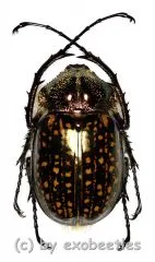 Cheirotonus gestroi gestroi ( 45 – 49 ) A1-