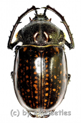Cheirotonus gestroi ( 55 – 59 )
