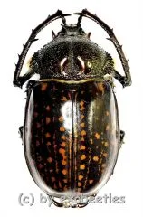 Cheirotonus gestroi ( 55 – 59 )